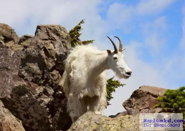 Goat Commits Suicide After Being Harassed By Tourists Who Were Taking Photos